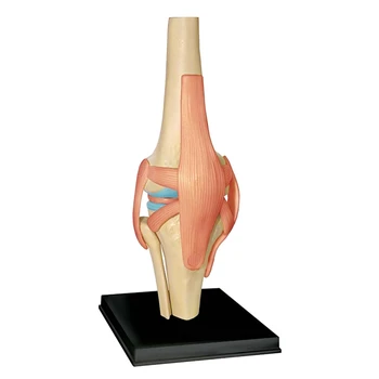 Модель человеческого тела с торсом, Образовательная модель органов коленного сустава, модель для обучения студентов, модель сборки для учебы